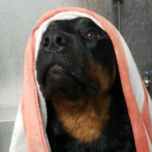 Dog with towel on his head at the Waterville animal Resort